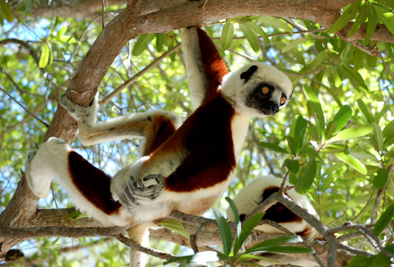 Sifaka lemurs at Ankarafantsika