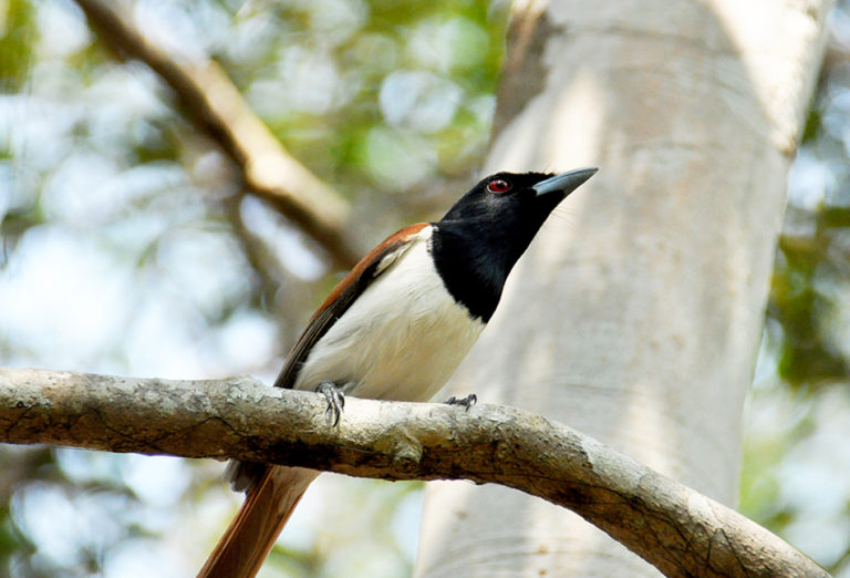 Bird of Madagascar